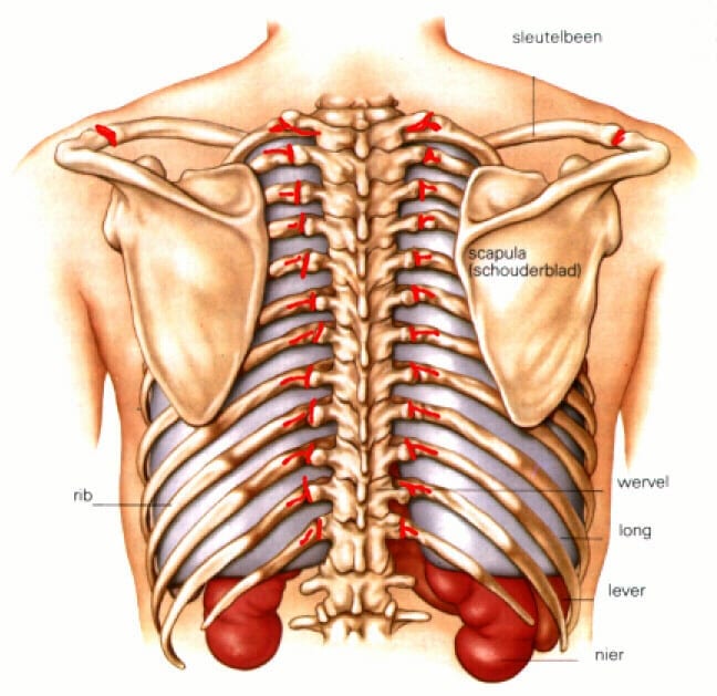 Achterzijde borstkas (rood = pijnzones)